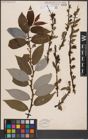 Foto von Salix discolor Muhl.